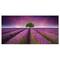 Designart - Lavender Field Sunset with Single Tree - Floral Canvas Art Print